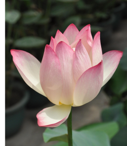 lotus
